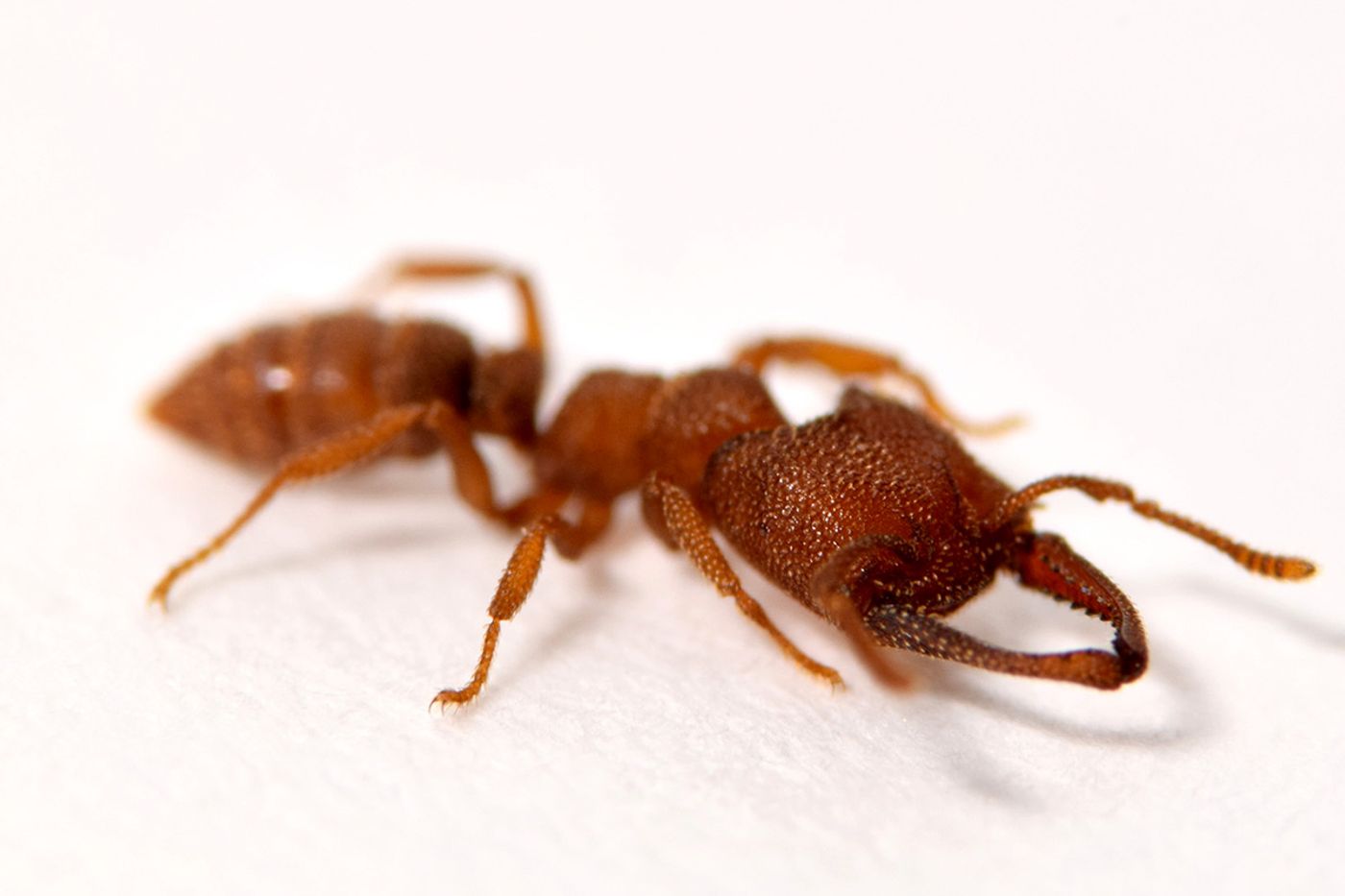 Meet the Dracula ant. It currently sports the fastest-known animal movement on record.