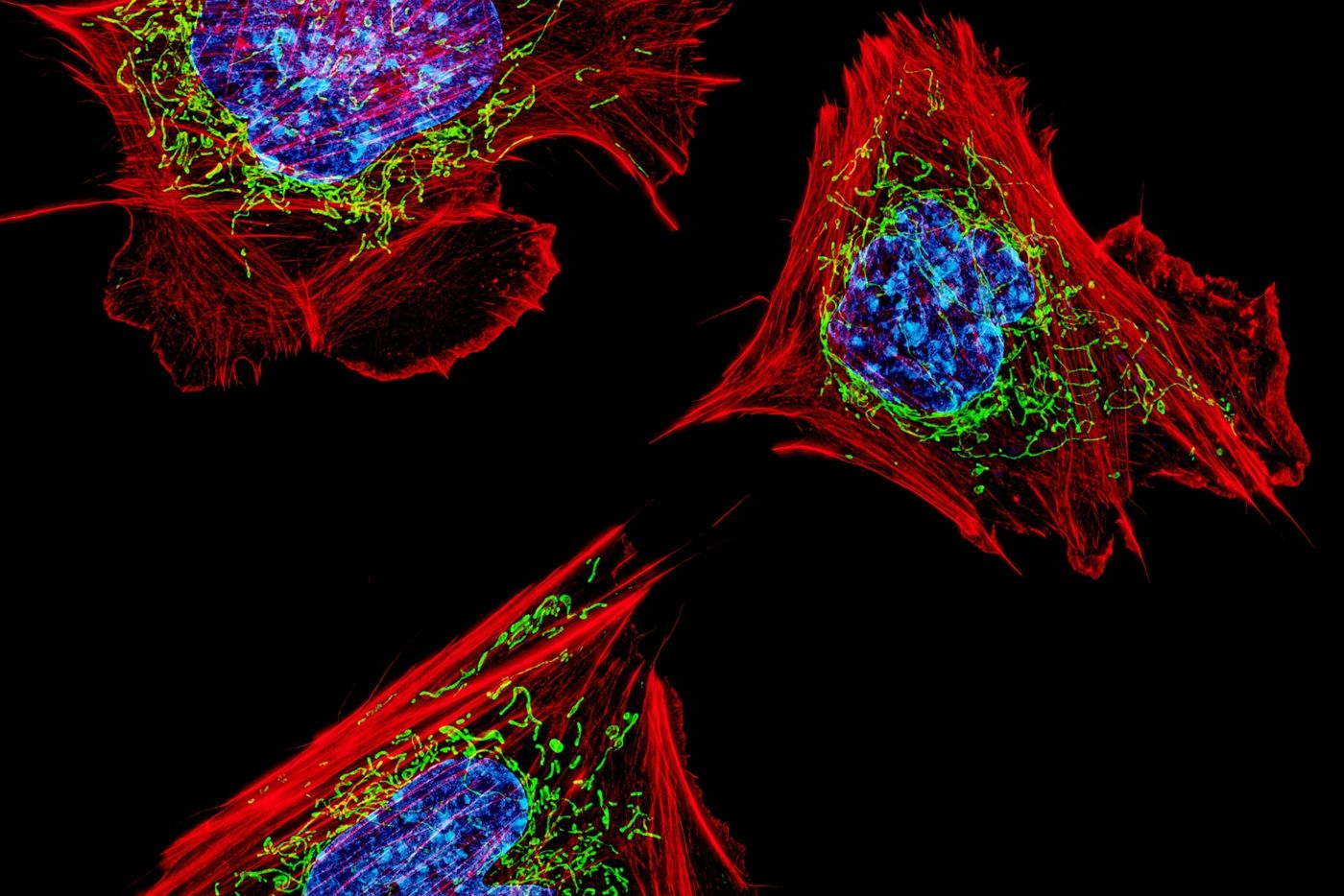Mouse cells with mitochondria (green), nuclei (blue), and the actin cytoskeleton (red) / Credit: Image courtesy of Dylan Burnette and Jennifer Lippincott-Schwartz, Eunice Kennedy Shriver National Institute of Child Health and Human Development, NIH. Part of the exhibit Life:Magnified by ASCB and NIGMS. Licensed under CC BY-NC-ND 2.0