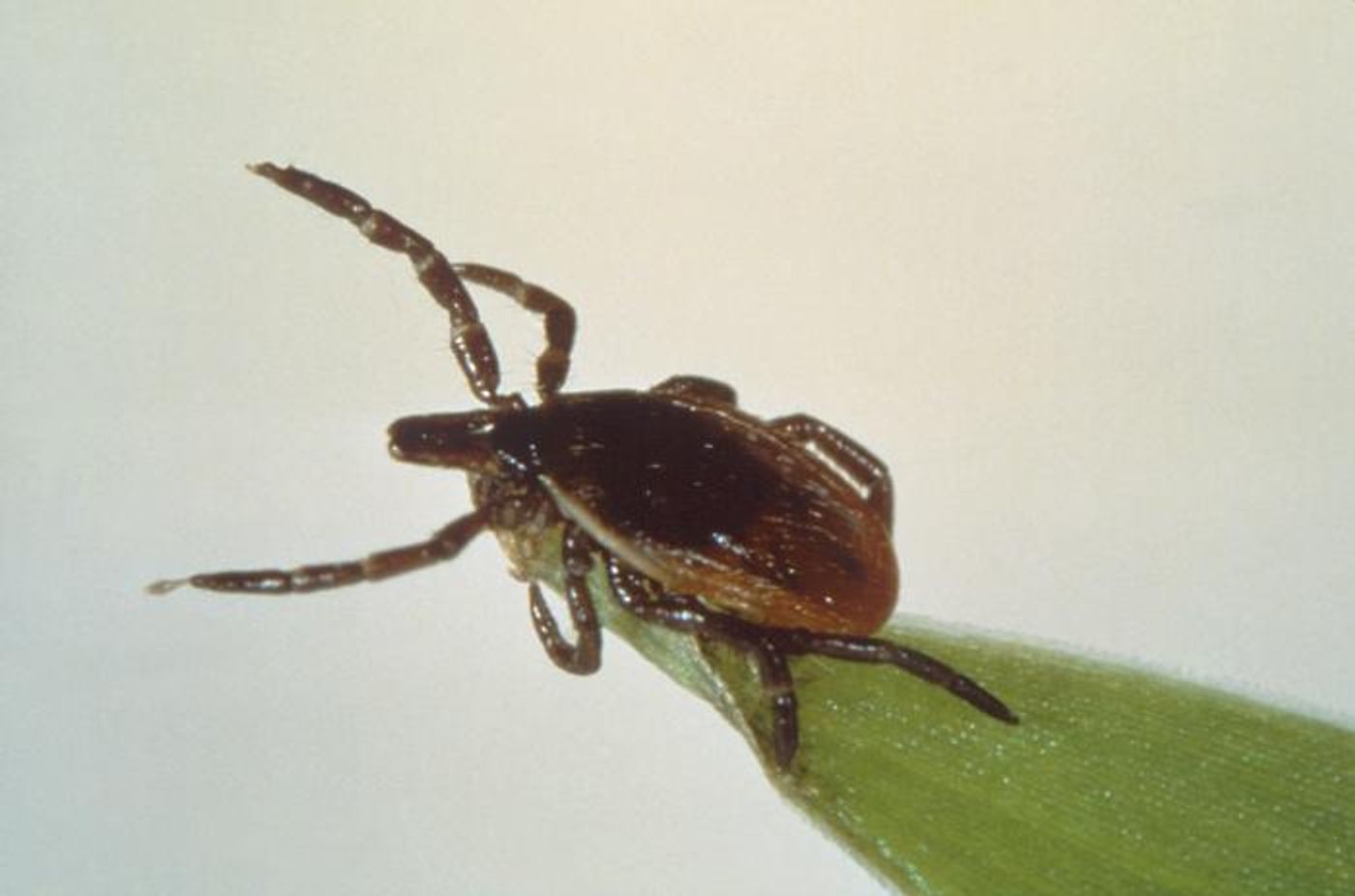 A deer tick / Credit: CDC