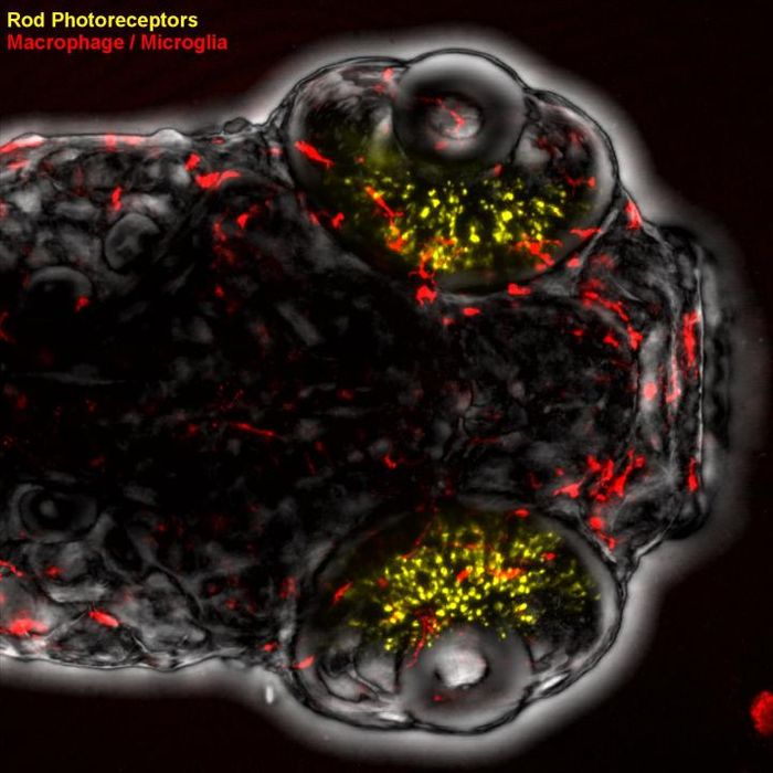 Zebrafish larvae and fluorescently marked immune cells allow researchers to track immune system activity in a model of retinal degeneration. Credit: David White, Mumm Lab, Johns Hopkins University School of Medicine