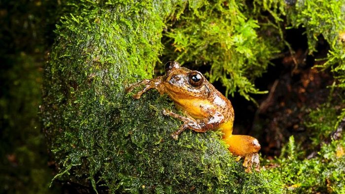This tree frog was thought to have went extinct over a century ago.