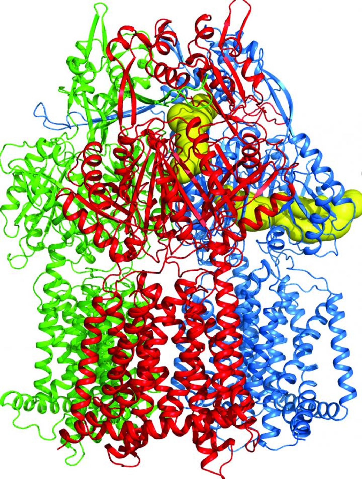 This is a ribbon diagram of the three-part efflux pump of the Campylobacter jejuni bacterium. / Credit: Edward Yu/Iowa State University