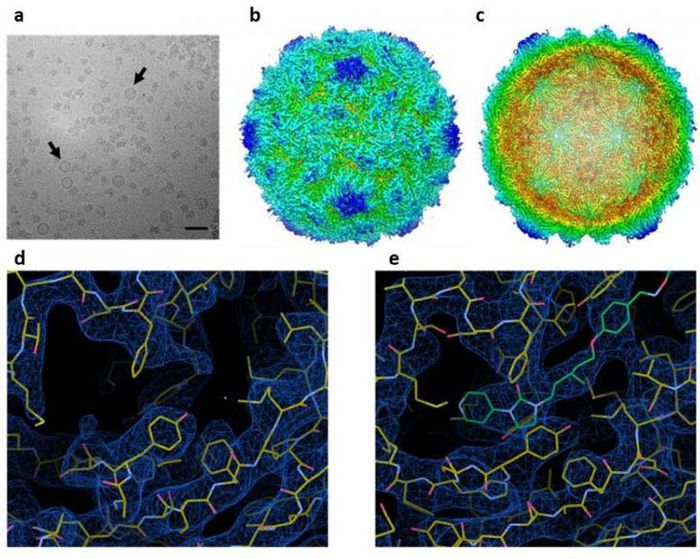 A. VLPs in vitreous ice B. Reconstruction of poliovirus (PV3) C. A central slice through the VLP to show the empty internal surface. D. Resolution of Poliovirus 3 looking at the VP1 protein pocket E. A resolution of the PV3. Credit: John Innes Center