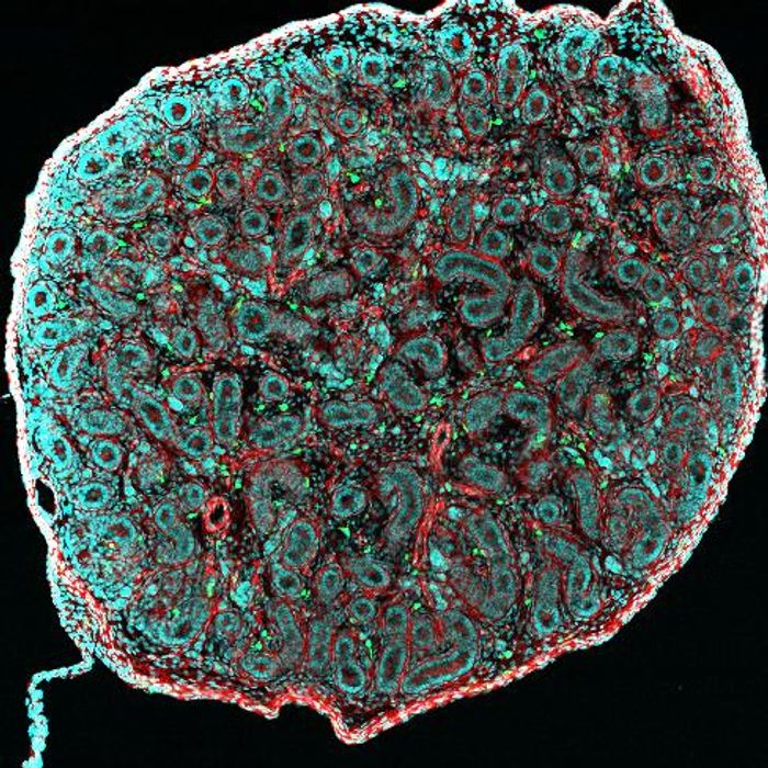 Cross section of newborn mouse's testis, where we can see the seminiferous tubules (red) surrounded by macrophages (green). Confocal micrograph. Credit: Noushine Mossadegh-Keller and Sébastien Mailfert / CIML