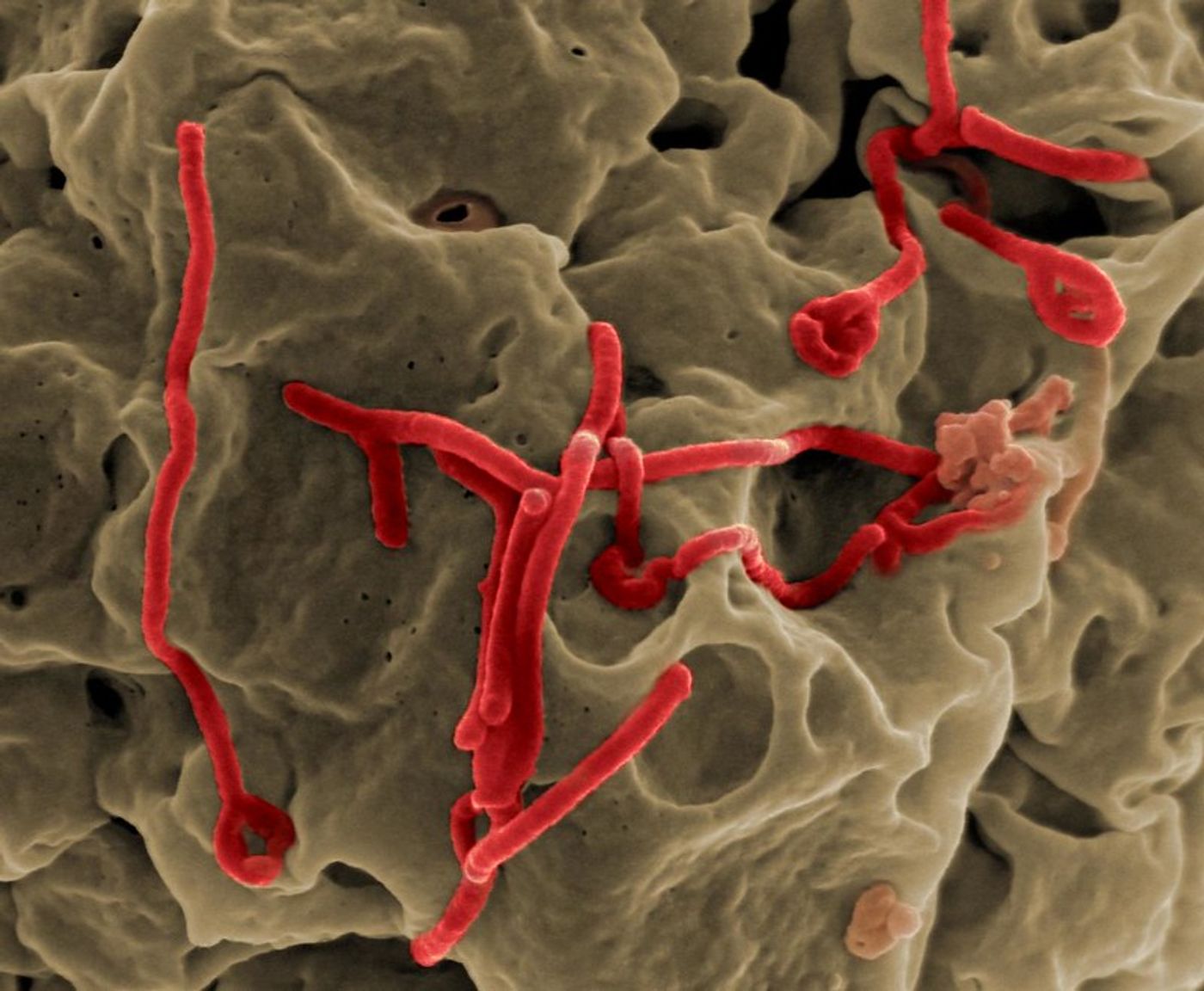 Scanning electron micrograph of Ebola virus budding from the surface of a Vero cell / Credit: NIAID