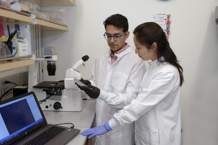 Dr. Neville Sanjana and a lab team member. Credit: New York Genome Center