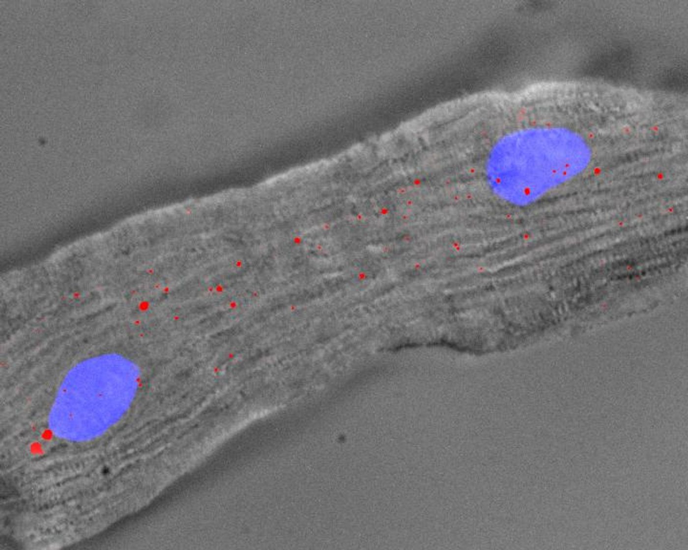 A mouse heart cell with 2 nuclei (blue) and Singheart RNA labelled by red fluorescent dyes. Credit: A*STAR's Genome Institute of Singapore