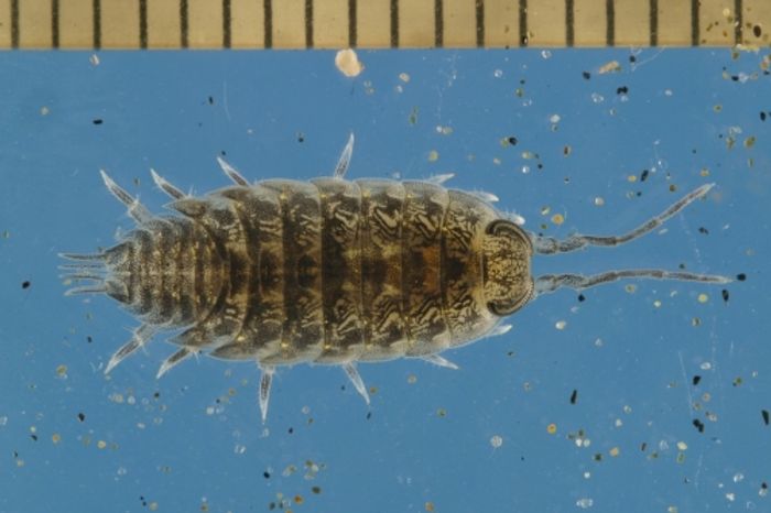 Researchers manipulated conditions of light and tide in the lab, but these isopods' internal tidal clock wasn't tricked.