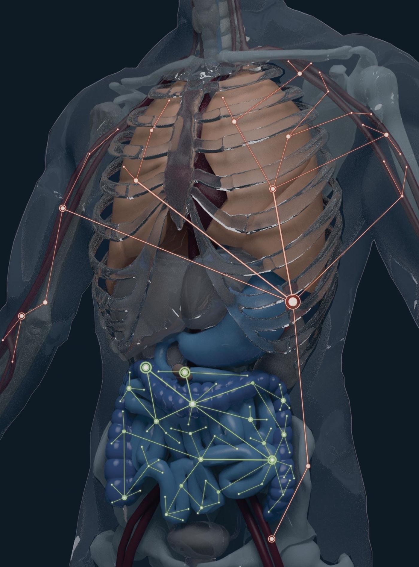 A model of the human body showing distinct B cell clonal networks in the gastrointestinal tract and in the blood-rich organs such as bone marrow, spleen, and lung. Source: Alexander H. Farley