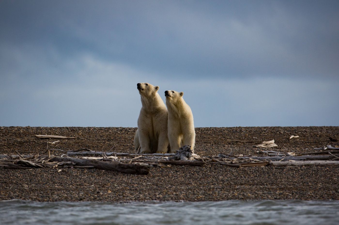 ANWR is home to the most polar bears in Alaska. Photo: The NY Times