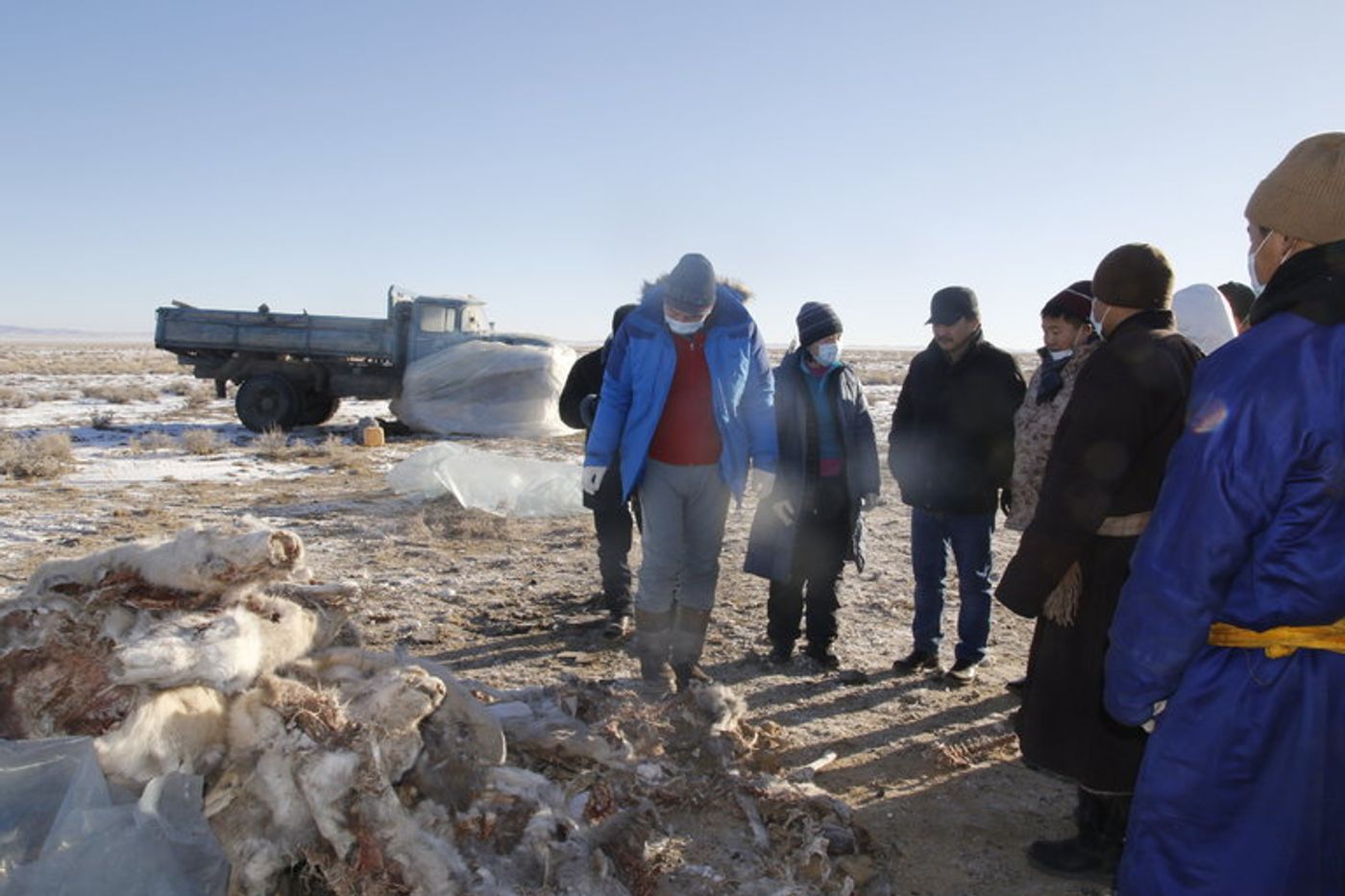 2,500 of 10,000 remaining Mongolian Saiga Antelopes confirmed dead from a deadly virus.