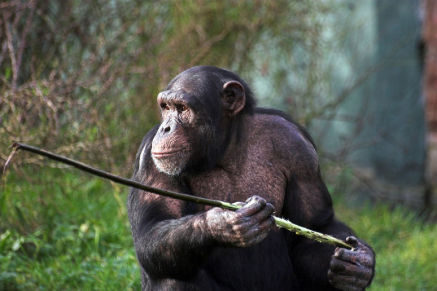 Chimpanzees use tools to look for food.