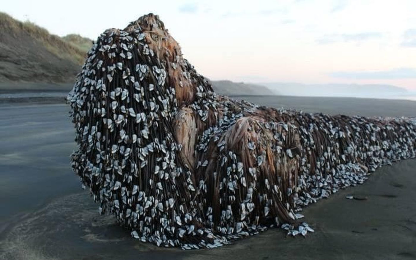 This strange object washed up on a beach in New Zealand earlier this month.