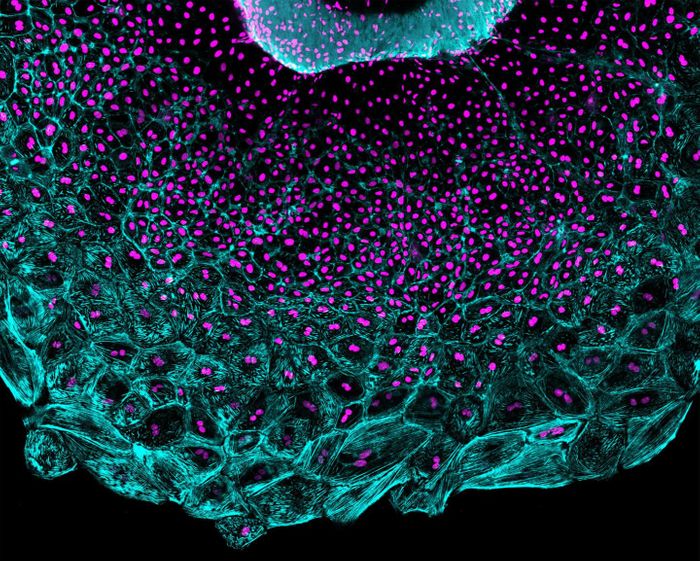 Epicardium cells covering the heart regenerate in a wave led by large cells that contain multiple nuclei per cell (magenta). These cells are under more mechanical tension (aqua streaks) than trailing cells which divide to produce cells with one nucleus each. Credit: Jingli Cao, Duke