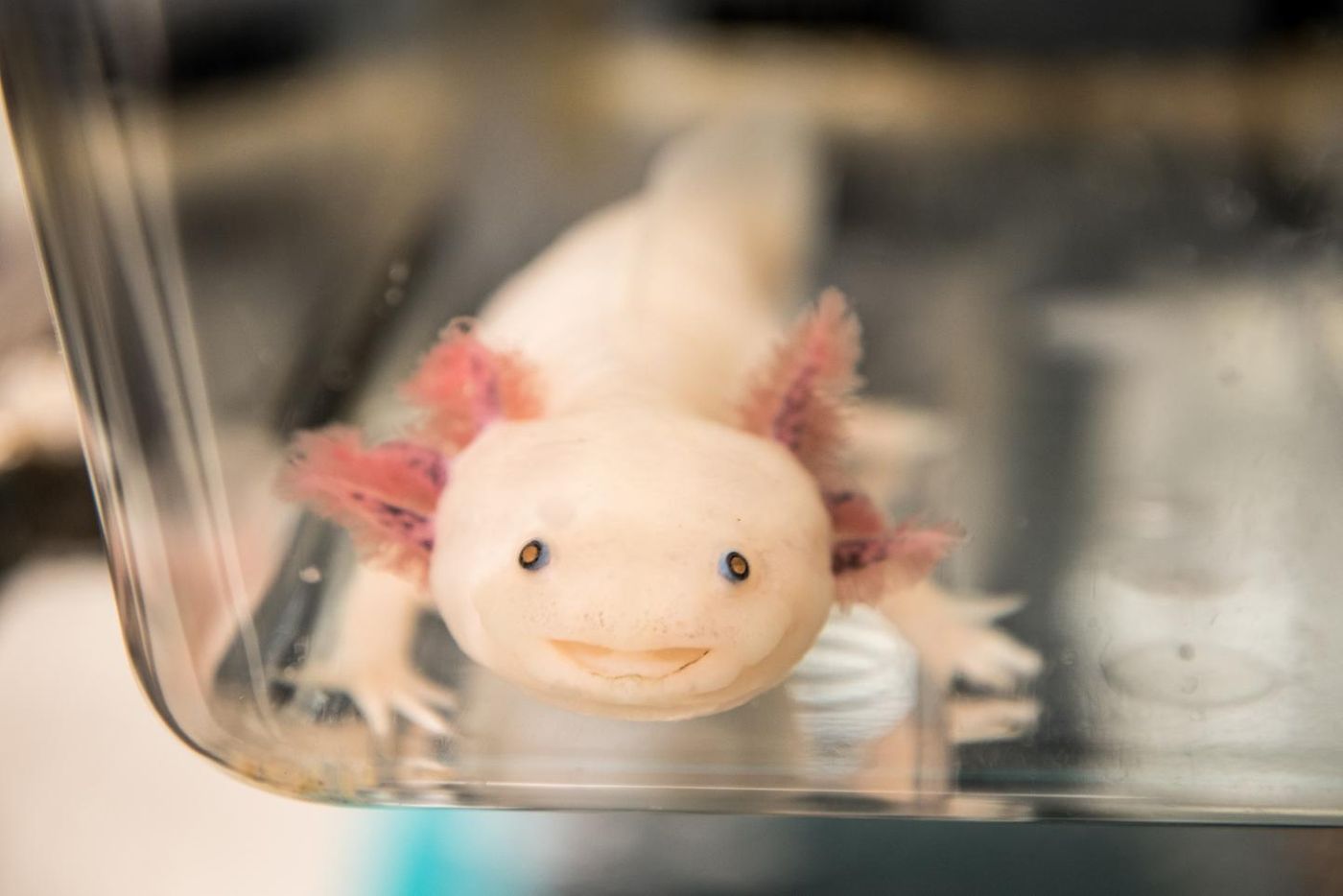 The ability of the axolotl, or Mexican salamander, to regenerate the form and function of almost any body part makes it a popular model for the study of the genetic pathways for regeneration. Credit: MDI Biological Laboratory