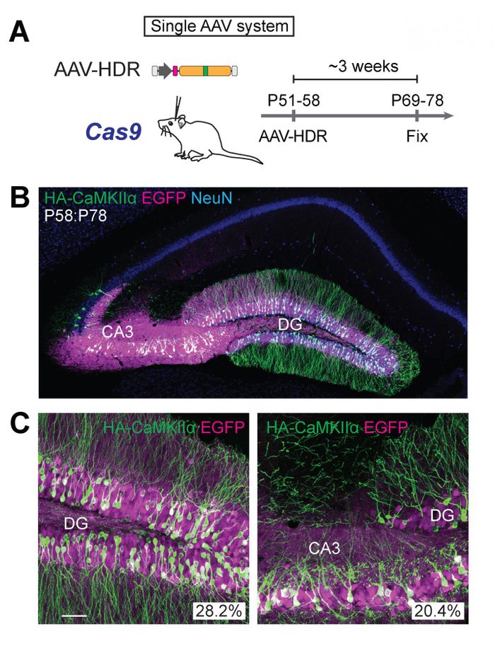 (A) Schematic illustrations of experiments. (B, C) Confocal microscopic images of coronal brain sections of the hippocampus of Cas9 mice, showing the EGFP fluorescence (B, C, magenta), immunoreactivities for NeuN (B, blue) and the HA tag (B, C, green) fused to the N-terminus of endogenous CaMKIIα. / Credit: Max Planck Florida Institute for Neuroscience