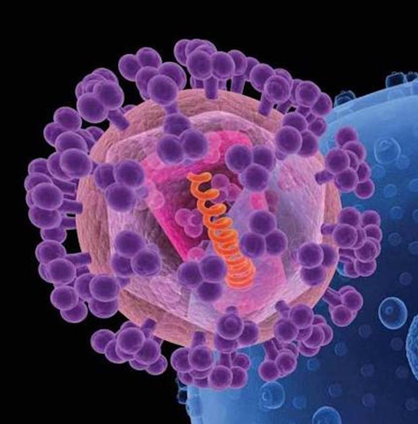 An artist's rendition of HIV (foreground). The knobs (purple) covering the virus are sugar-protein molecules, including gp120, that shield the rest of the virus (pink). / Credit: National Cancer Institute