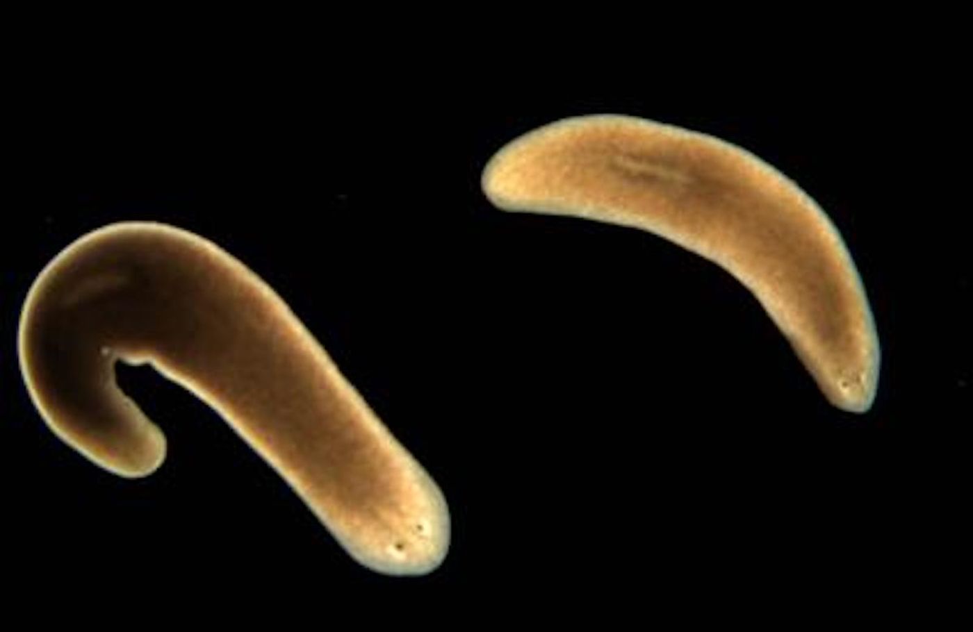 Planarians / Photo/Copyright: A. Sánchez Alvarado/Copyright: HHMI