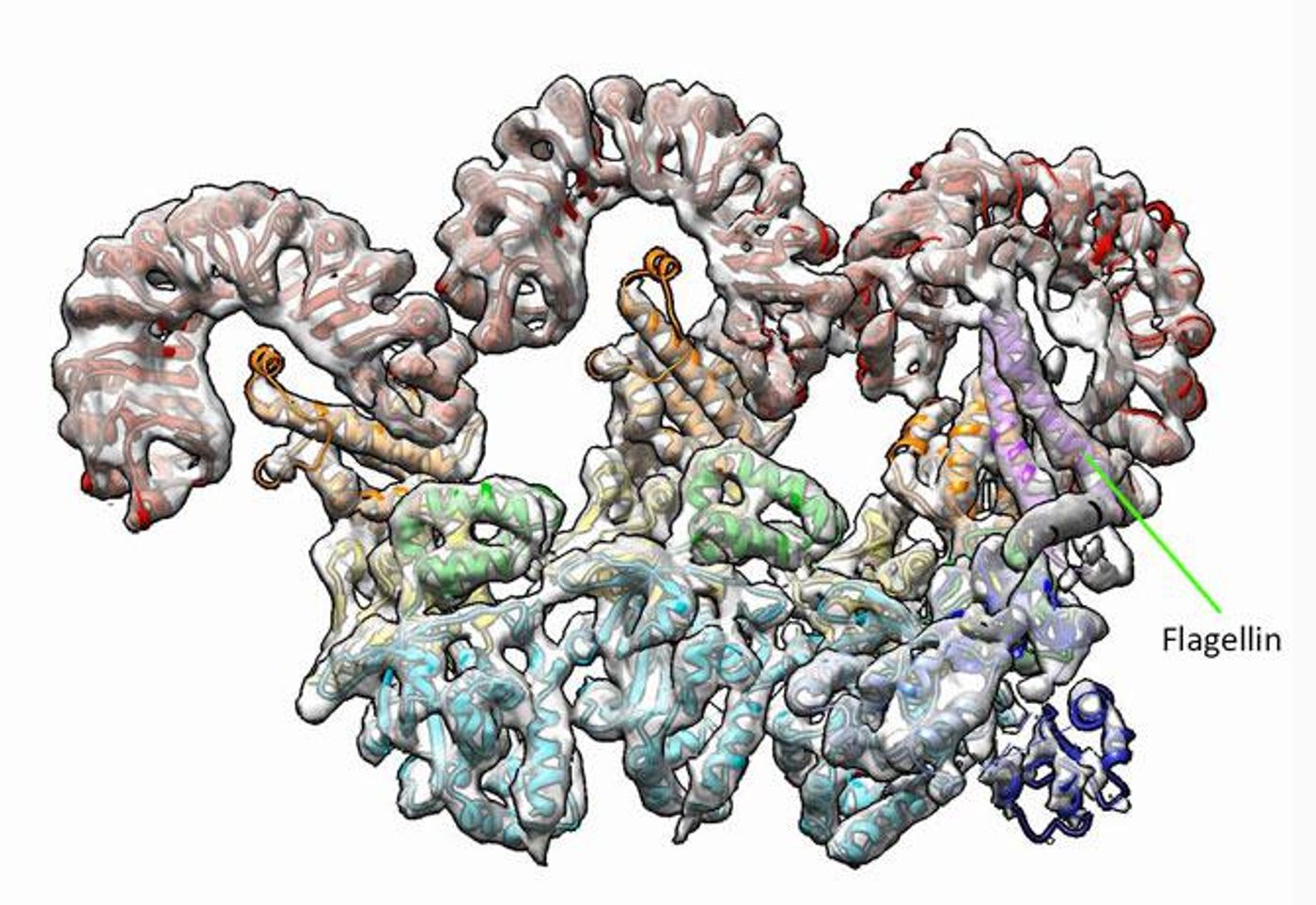 The first three subunits of an inflammasome, including NAIP5 and NLRC4 immune proteins, captured using cryo-electron microscopy. NAIP5 is bound to flagellin. Credit: Nicole Haloupek/UC Berkeley