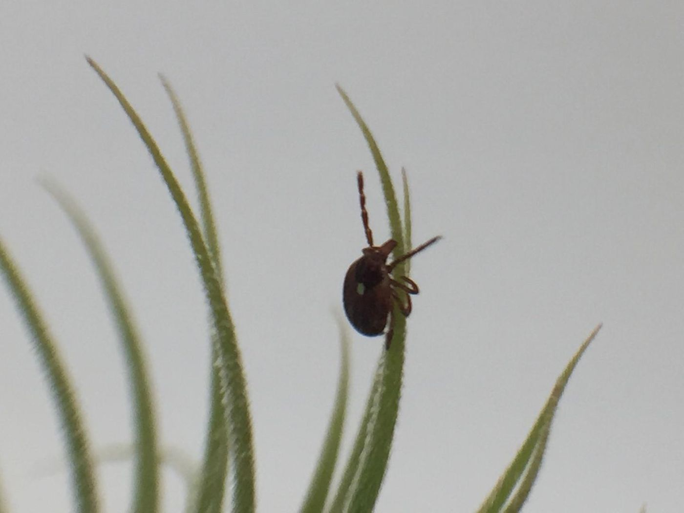 This is an adult female Lone Star tick climbing on a plant. Bites from the juvenile form of this species, sometimes called seed ticks, are linked to the development of red meat allergy. Credit: NIAID