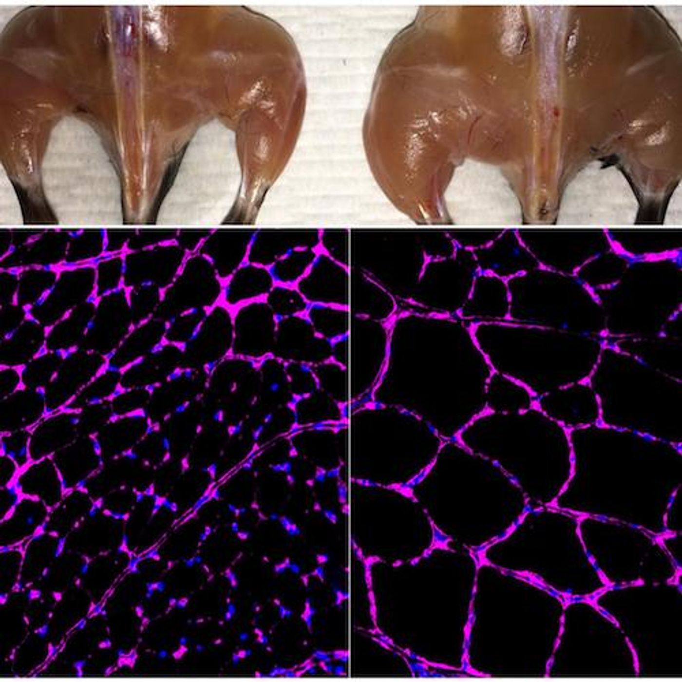 The Belmonte lab's advanced in vivo Cas9-based epigenetic gene activation system enhances skeletal muscle mass (top) and fiber size growth (bottom) in a treated mouse (right) compared with an independent control (left). The fluorescent microscopy images at bottom show purple staining of the laminin glycoprotein in tibialis anterior muscle fibers. / Credit: Salk Institute