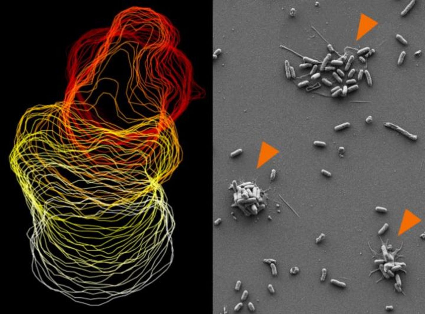 Left: Trajectory of a migrating platelet, depicted as a sequence of time-lapse images of the cell's outline. Right: As they migrate, platelets can collect bacteria into bundles (orange). Credit: F. Gartner/LMU