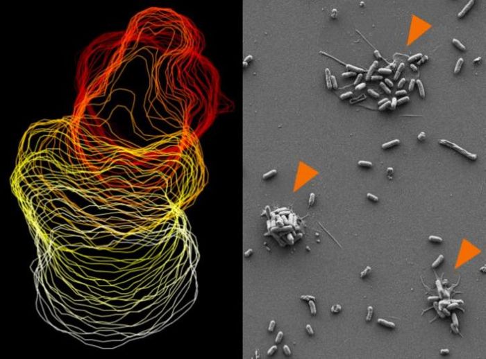 Left: Trajectory of a migrating platelet, depicted as a sequence of time-lapse images of the cell's outline. Right: As they migrate, platelets can collect bacteria into bundles (orange). Credit: F. Gartner/LMU