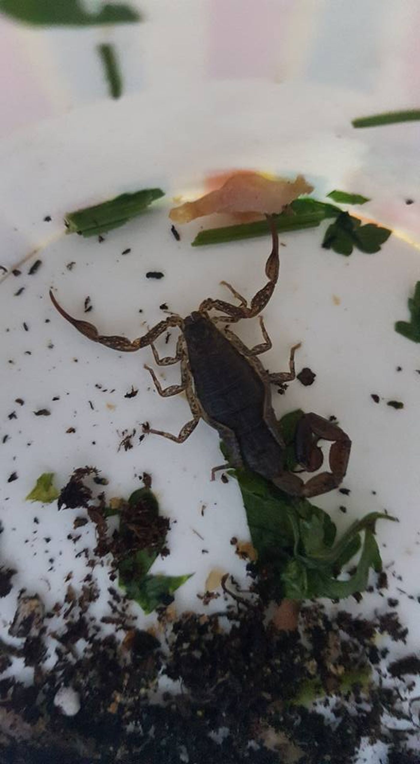 This scorpion was removed from a London train after finding its way out of a passenger's bag.