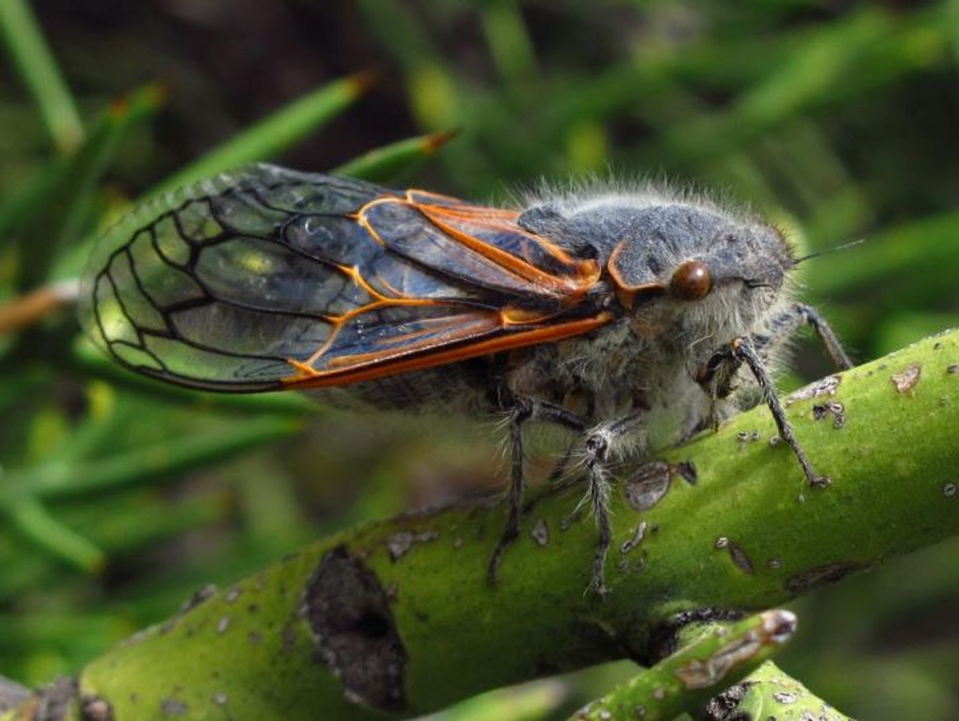 A Chilean cicada, which hosts particularly unusual symbiotic bacteria. / Credit: Piotr Lukasik
