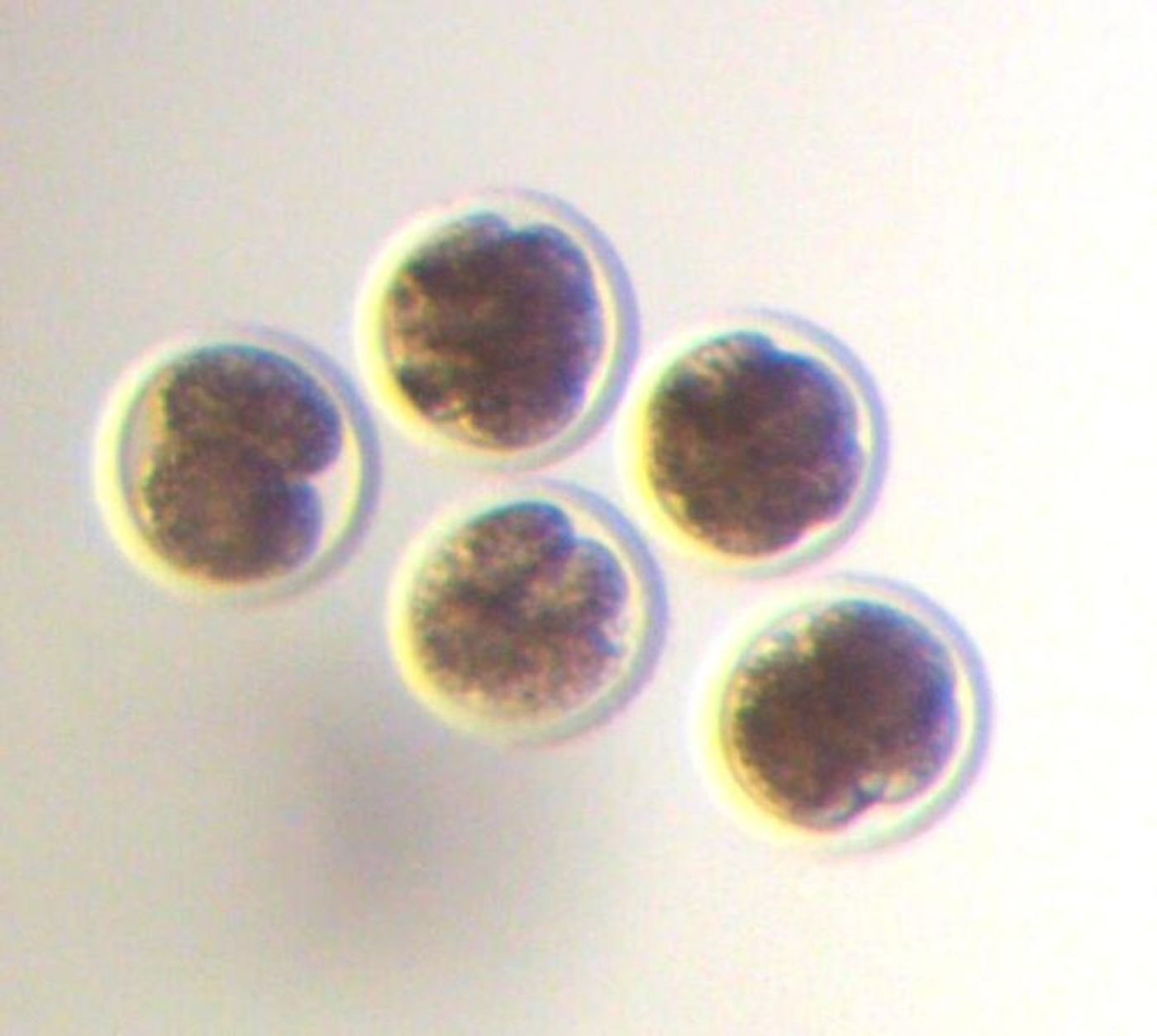 Bovine embryos were examined for abnormal chromosome segregation during development.
