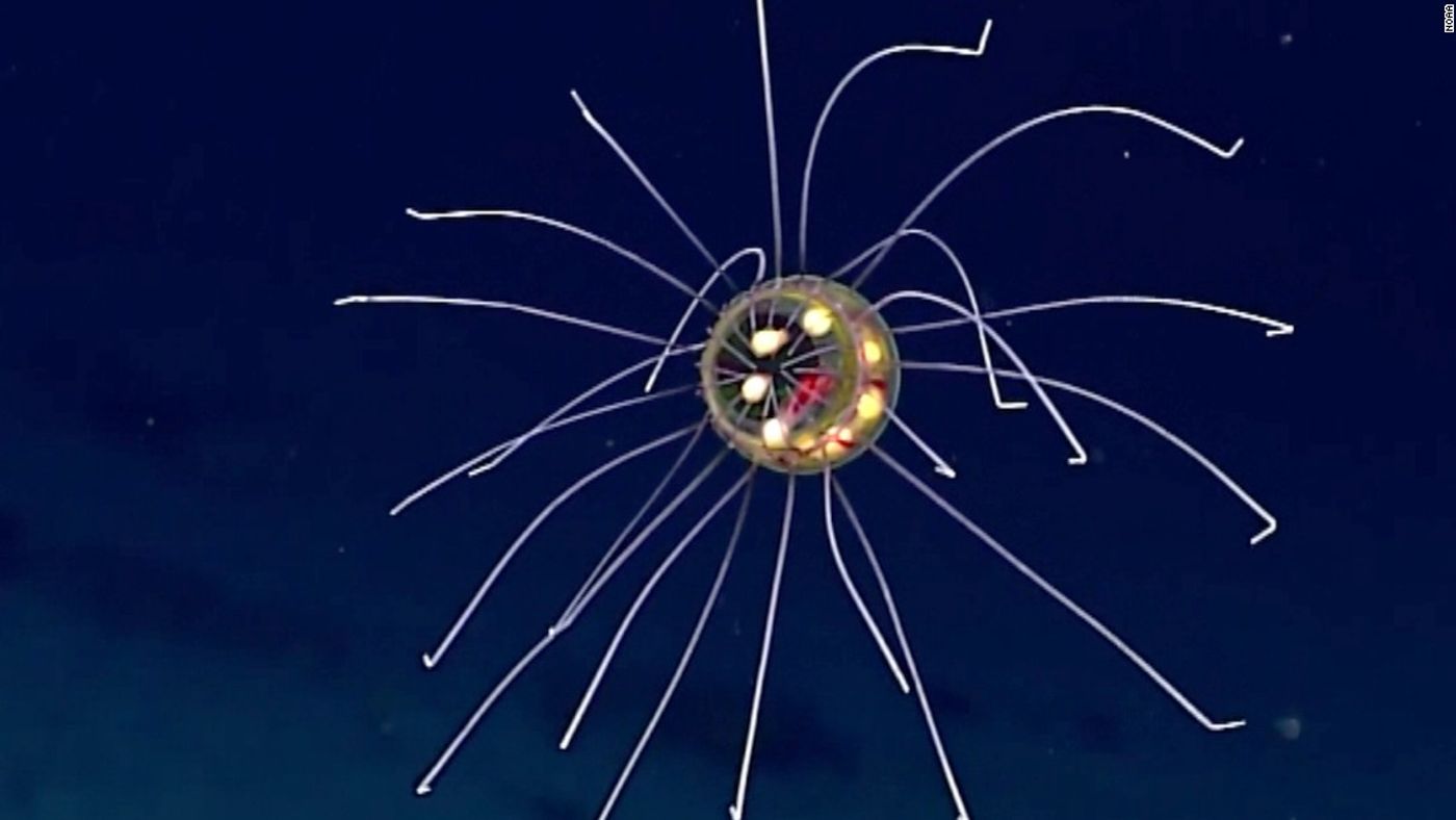 NOAA's strange-looking jellyfish mesmerizes with its color and appearance.
