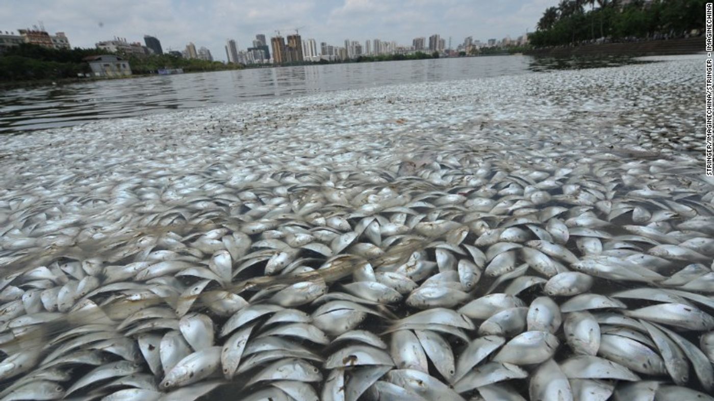 Lake's salinity levels reportedly to blame for 35 tons of dead fish in the water.