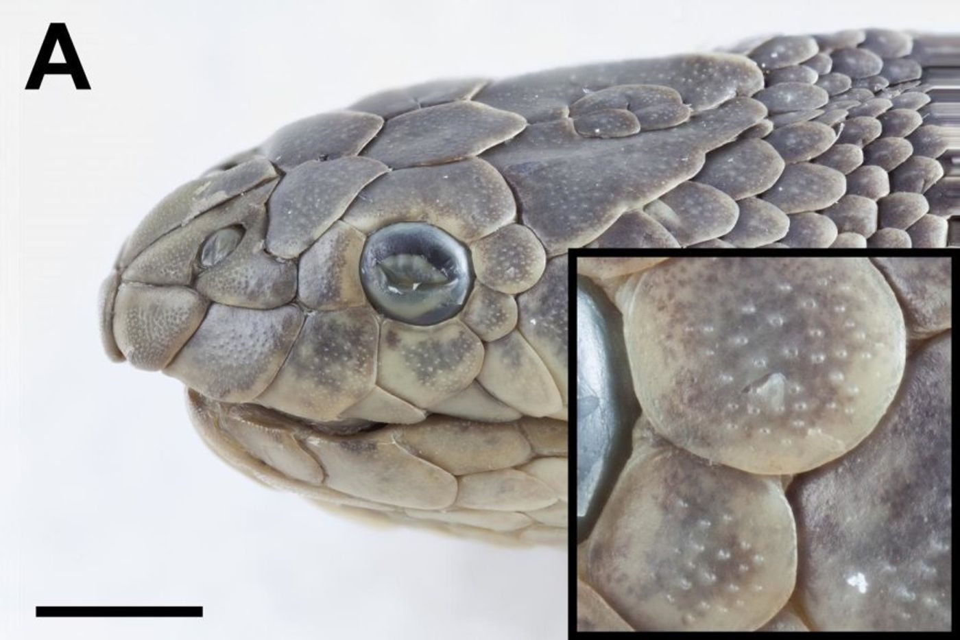 A sea snake's "scale sensilla" may be the key to how they are such good predators under water.