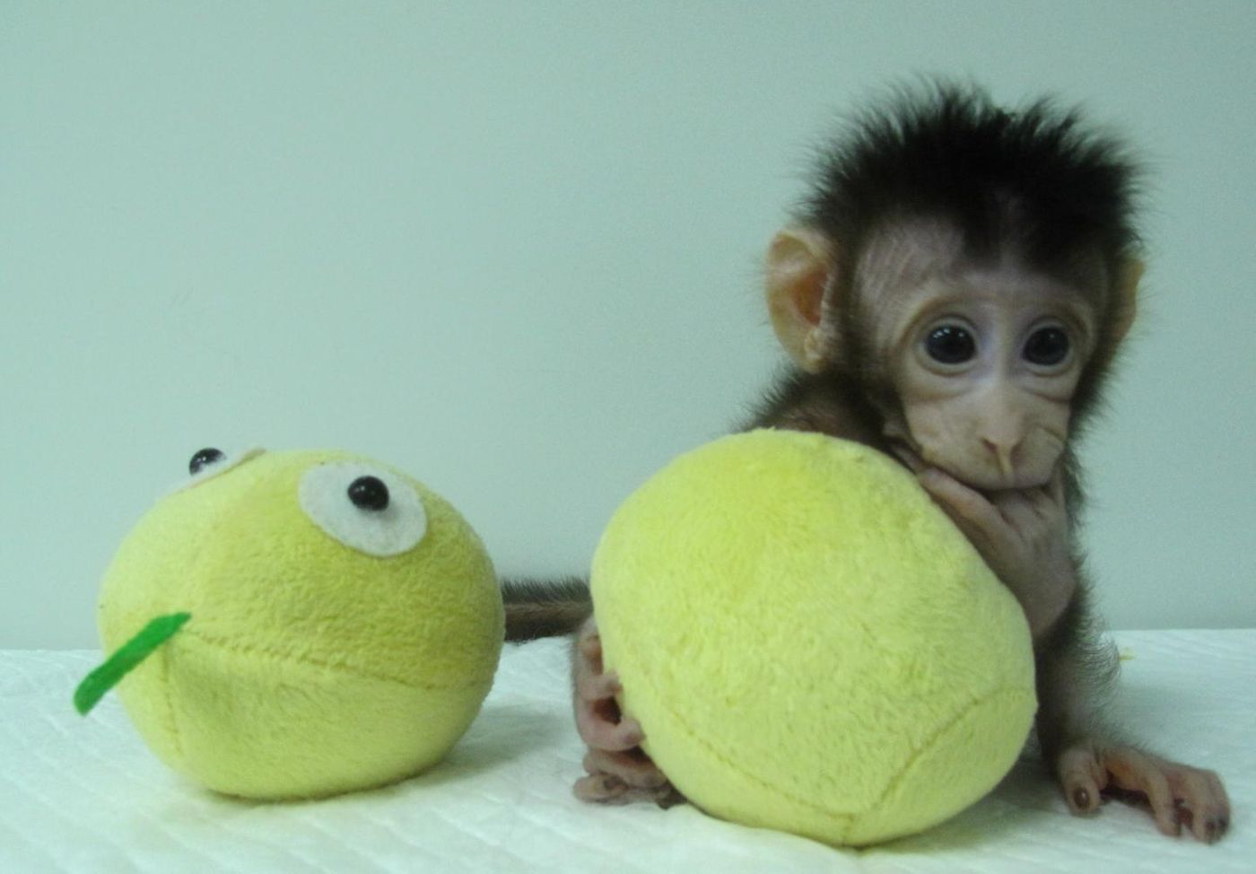 This is a photograph of Hua Hua, one of the first monkey clones made by somatic cell nuclear transfer. / Credit: Qiang Sun and Mu-ming Poo / Chinese Academy of Sciences