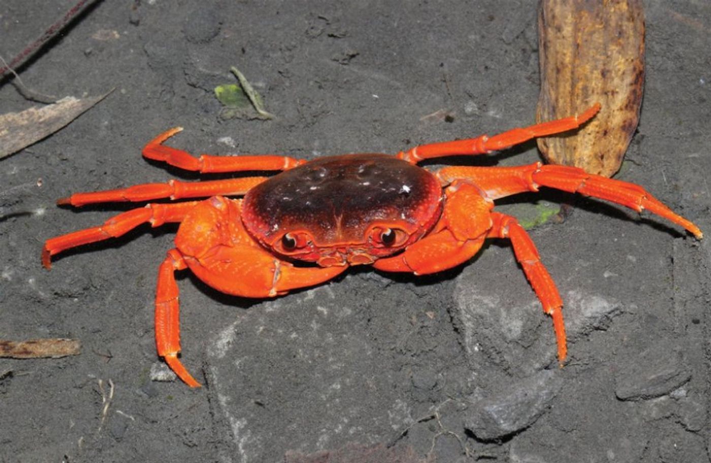 A completely new genus of crab has been discovered in a pet market in China.