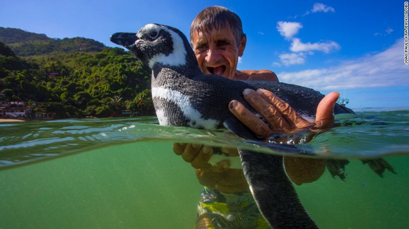 This penguin returns to the same man every year.