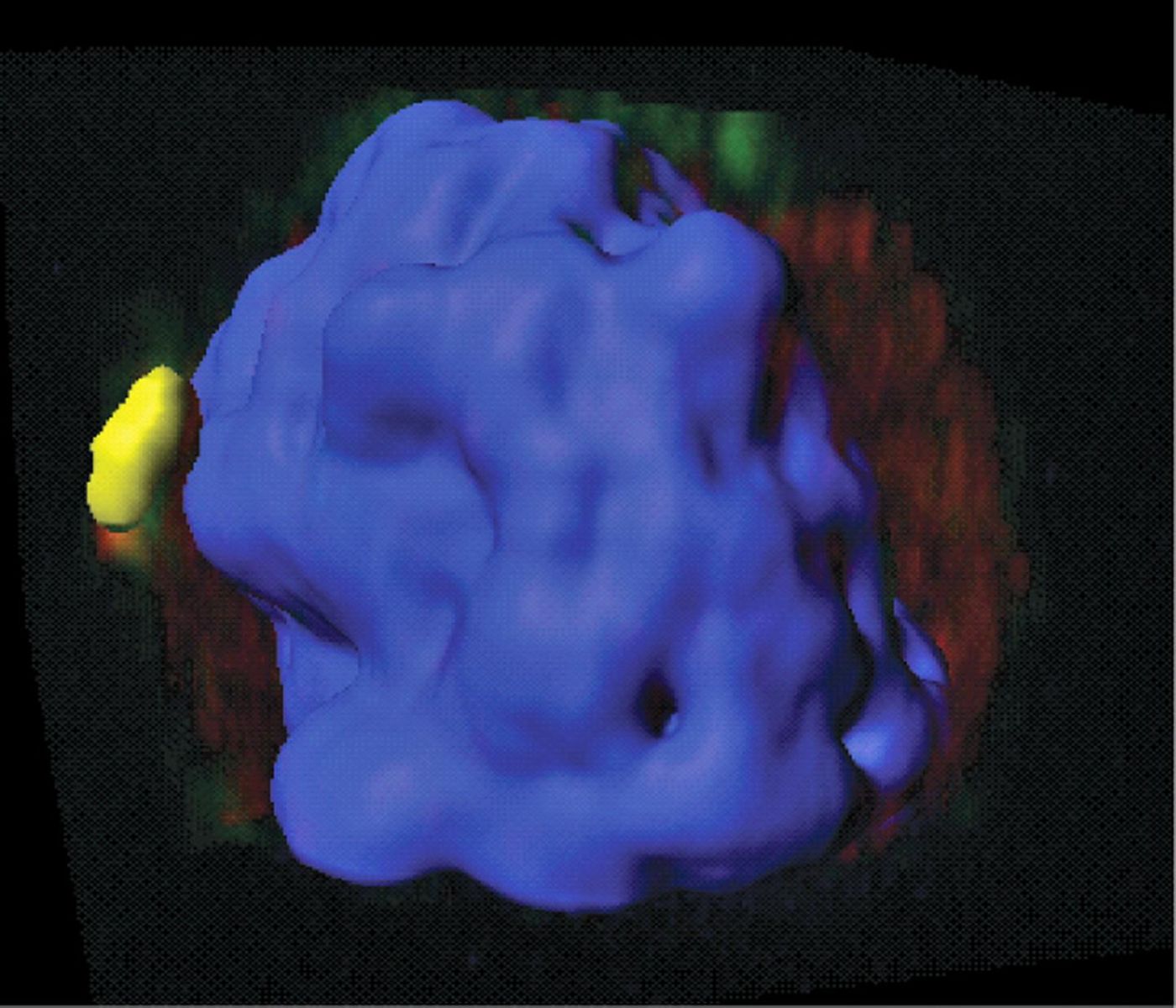 This confocal microscopic image of a healthy mouse T cell uses color florescence to illustrate how the protein Gimap5 (faint green area) and the enzyme GSK3 (red) overlap. Credit: Cincinnati Children's Hospital