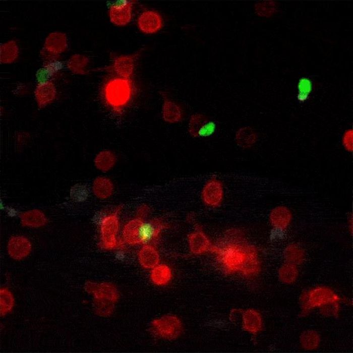 A new labeling technique visualizes brief encounters between dendritic cells (red) and T cells (green). When these cells come into contact, they tag each other with a fluorescent stain (white). Credit: Laboratory of Lymphocyte Dynamics