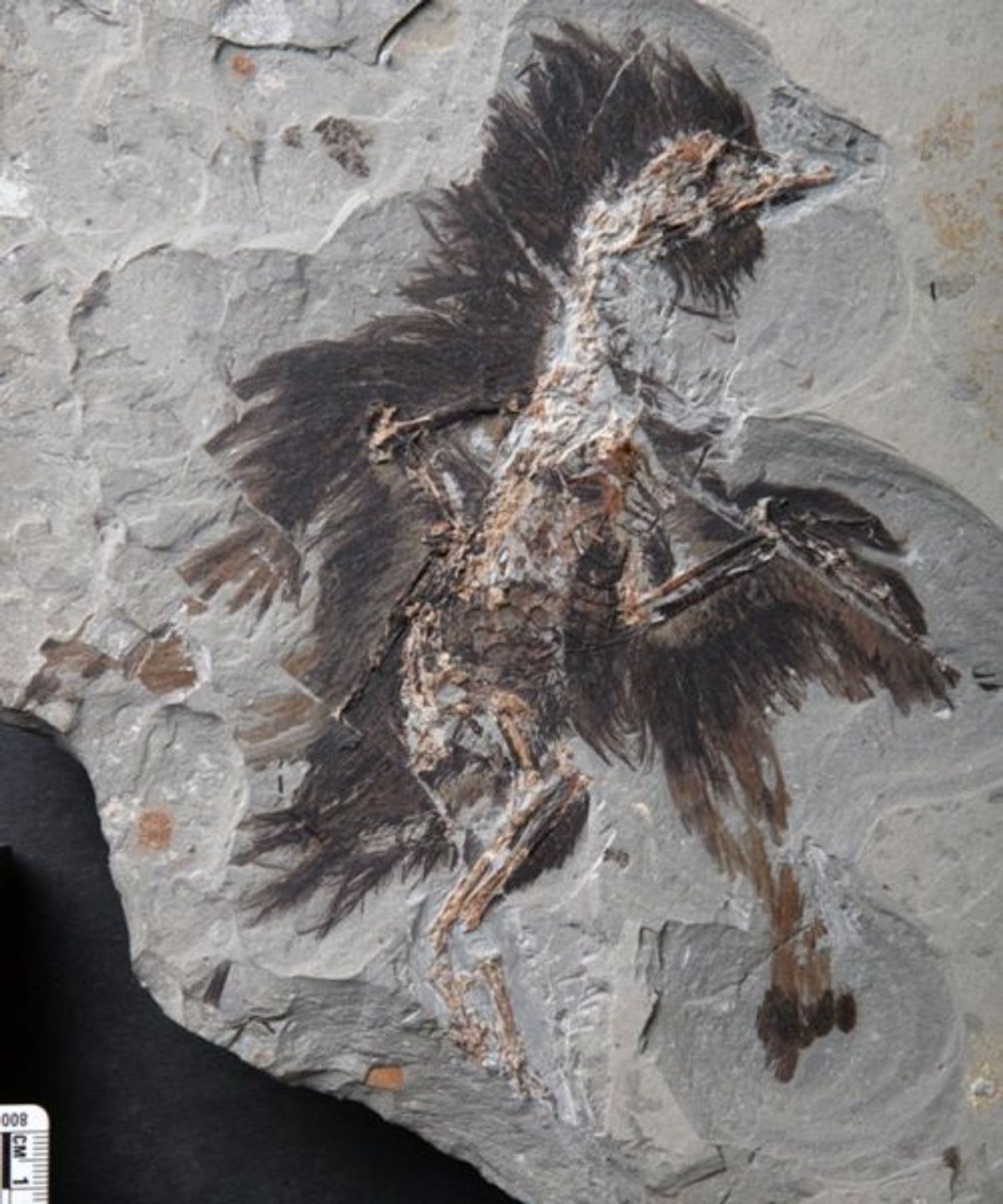 An eoconfuciusornis fossil, well preserved.