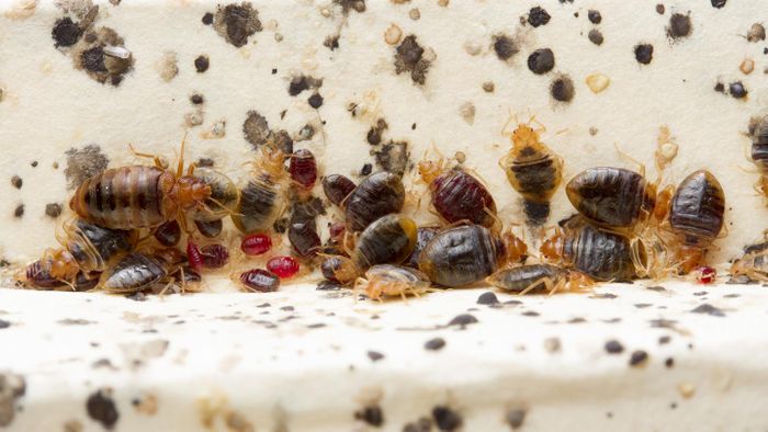 Bed bugs emit substantial and persistent amounts of histamine in infested homes. Credit: Matt Bertone, NC State University
