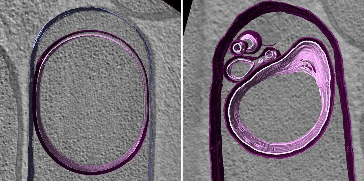 Cryo-electron tomography images of a forespore inflated by DNA (left) and of a deflated forespore in the absence of DNA (right). The membranes are highlighted in pink and purple. / Credit/Copyright: UC San Diego