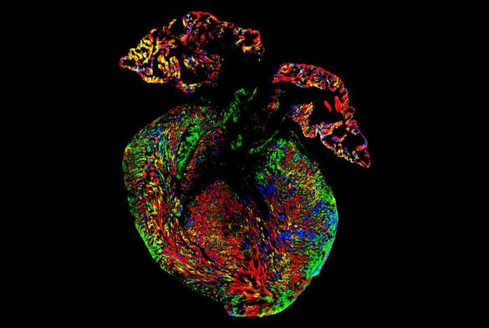 Researchers used four different fluorescent-colored proteins to determine the origin of cardiomyocytes in mice. Credit: UCLA Broad Stem Cell Research Center/Nature Communications