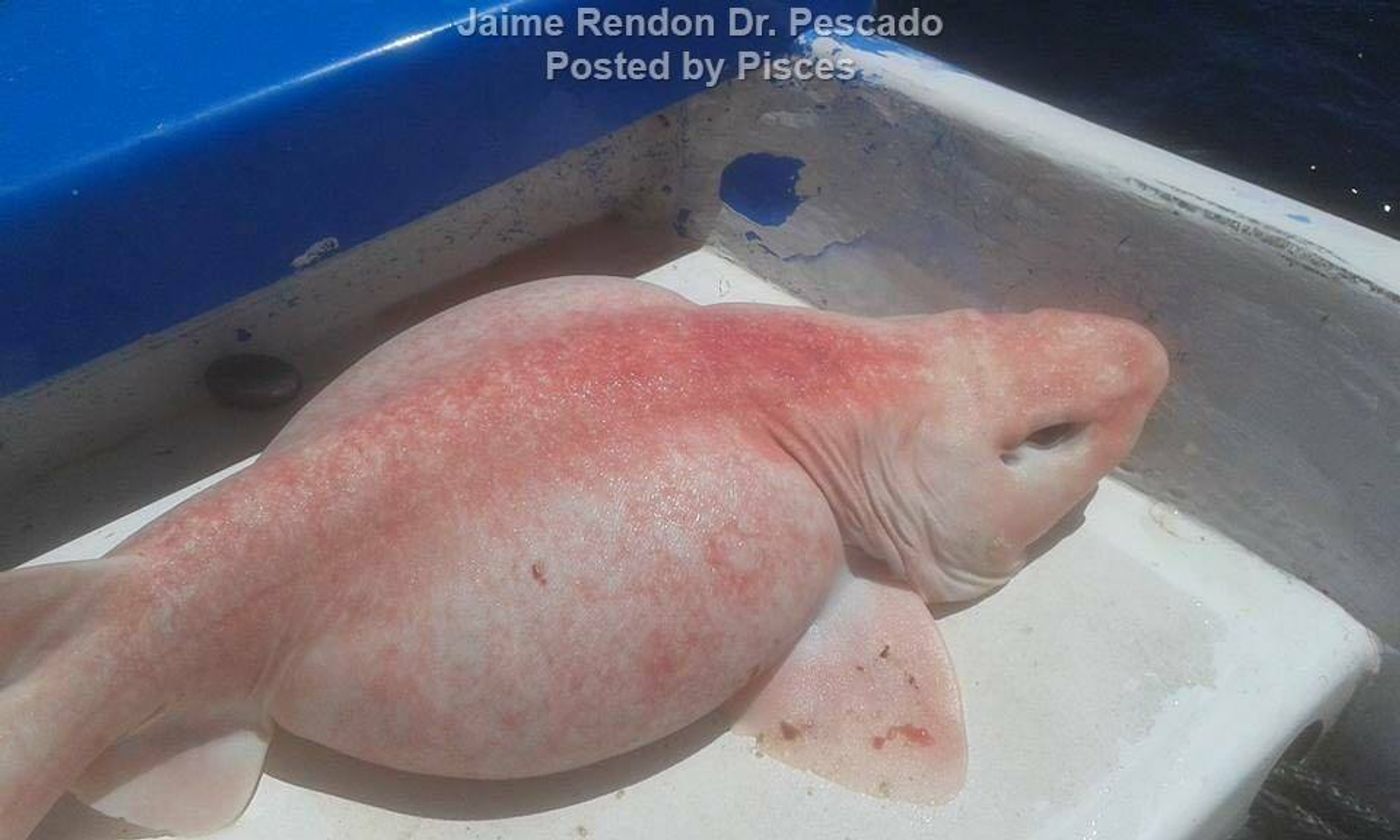 An albino or leucistic swell shark was caught off of the coast of Mexico before getting re-released into the wild.