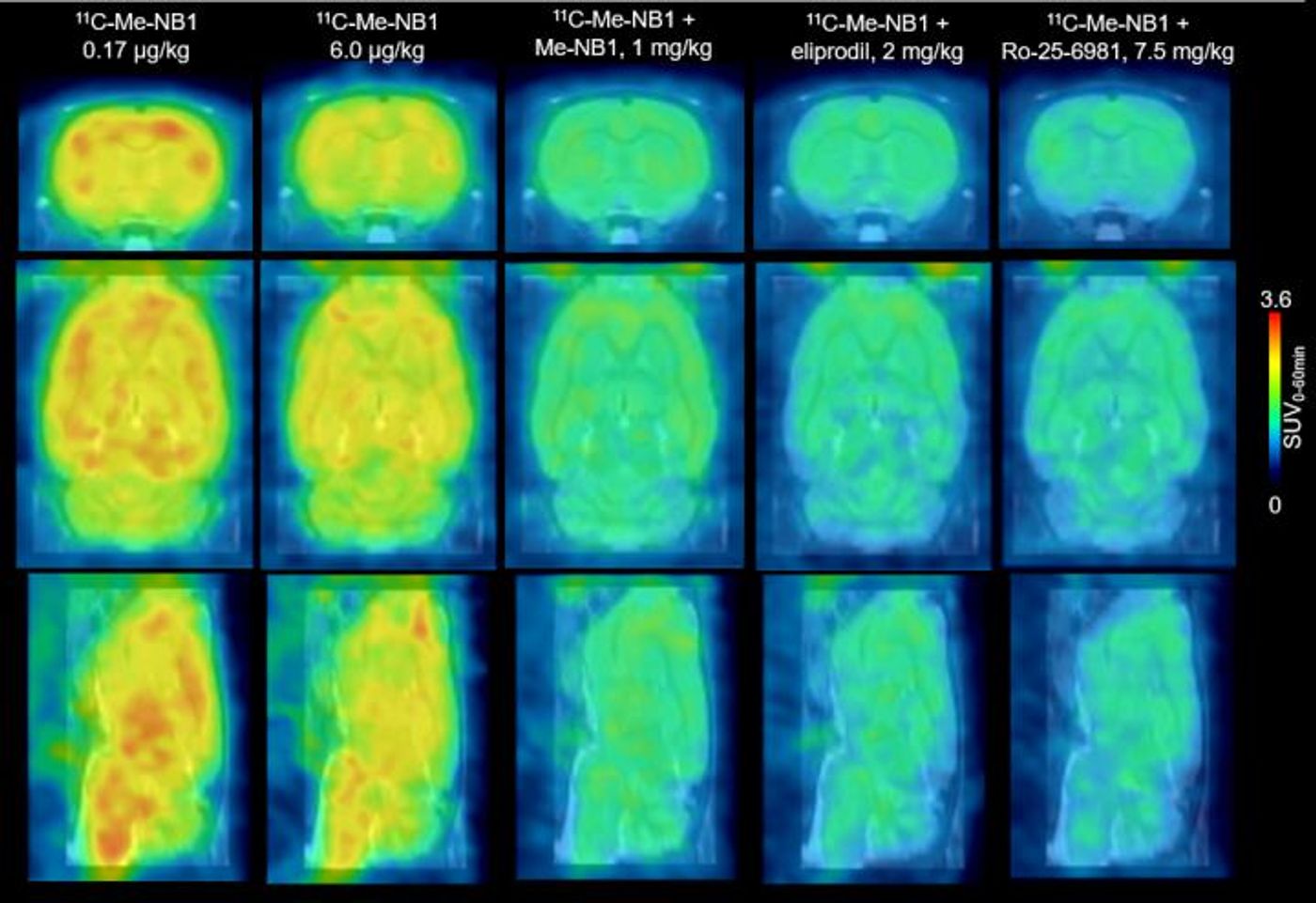 This figure shows rat brain 11C-Me-NB1 PET images (0-60 min) superimposed on an MRI template. Credit: SD Krämer et al., ETH Zurich, Zurich, Switzerland