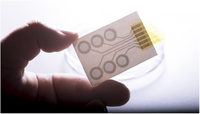 Conductive polymers printed on standard decal paper form the tattoo electrodes for long-term monitoring of electrical impulses of heart or muscles. Credit: © Lunghammer - TU Graz