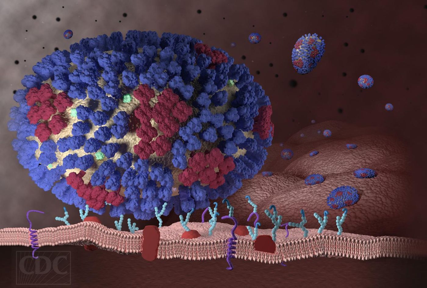 Representation of the influenza virus. Credit: CDC
