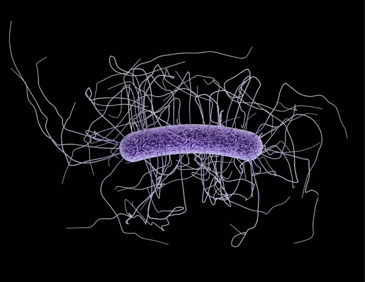 A 3D illustration depicting the ultrastructural morphology exhibited by a single. Gram-positive. Clostridium difficile bacillus./ Credit: CDC/ James Archer