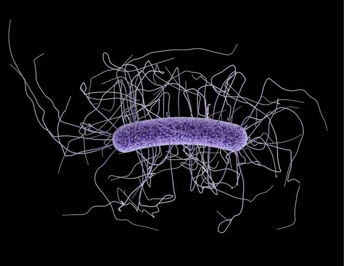 A 3D illustration depicting the ultrastructural morphology exhibited by a single. Gram-positive. Clostridium difficile bacillus./ Credit: CDC/ James Archer