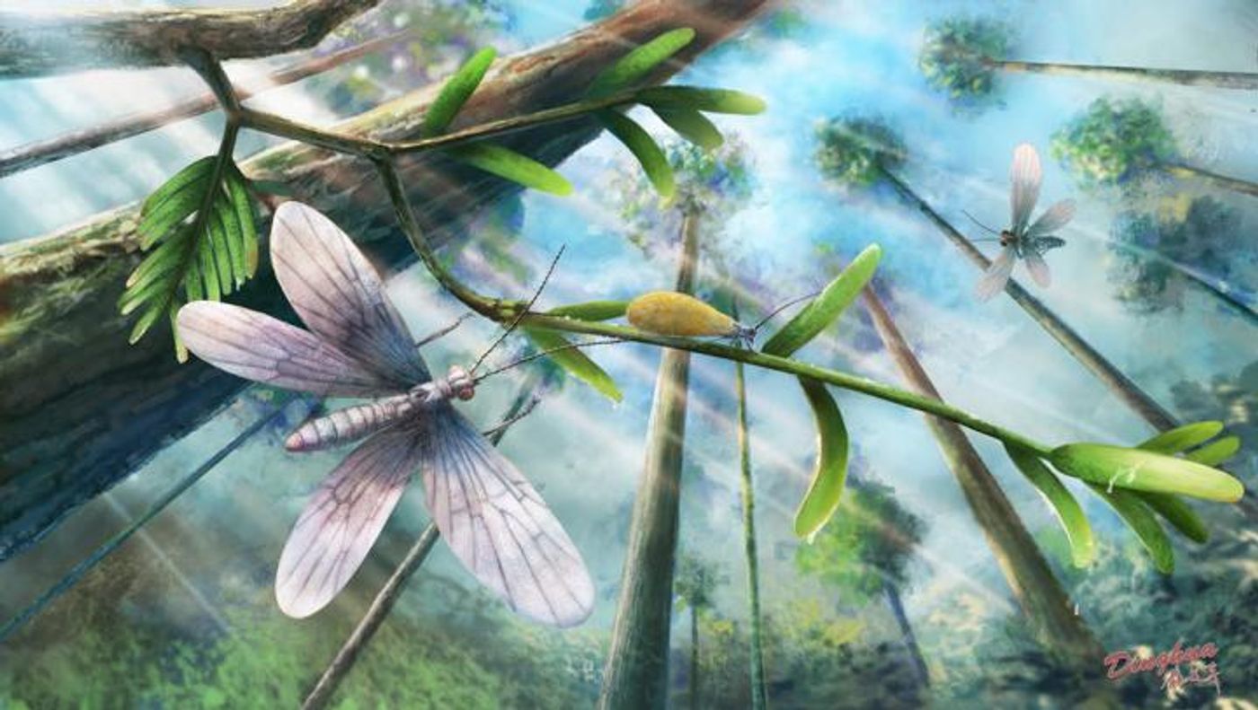 An artist's impression of a 200 million-year-old insect involved in this study.