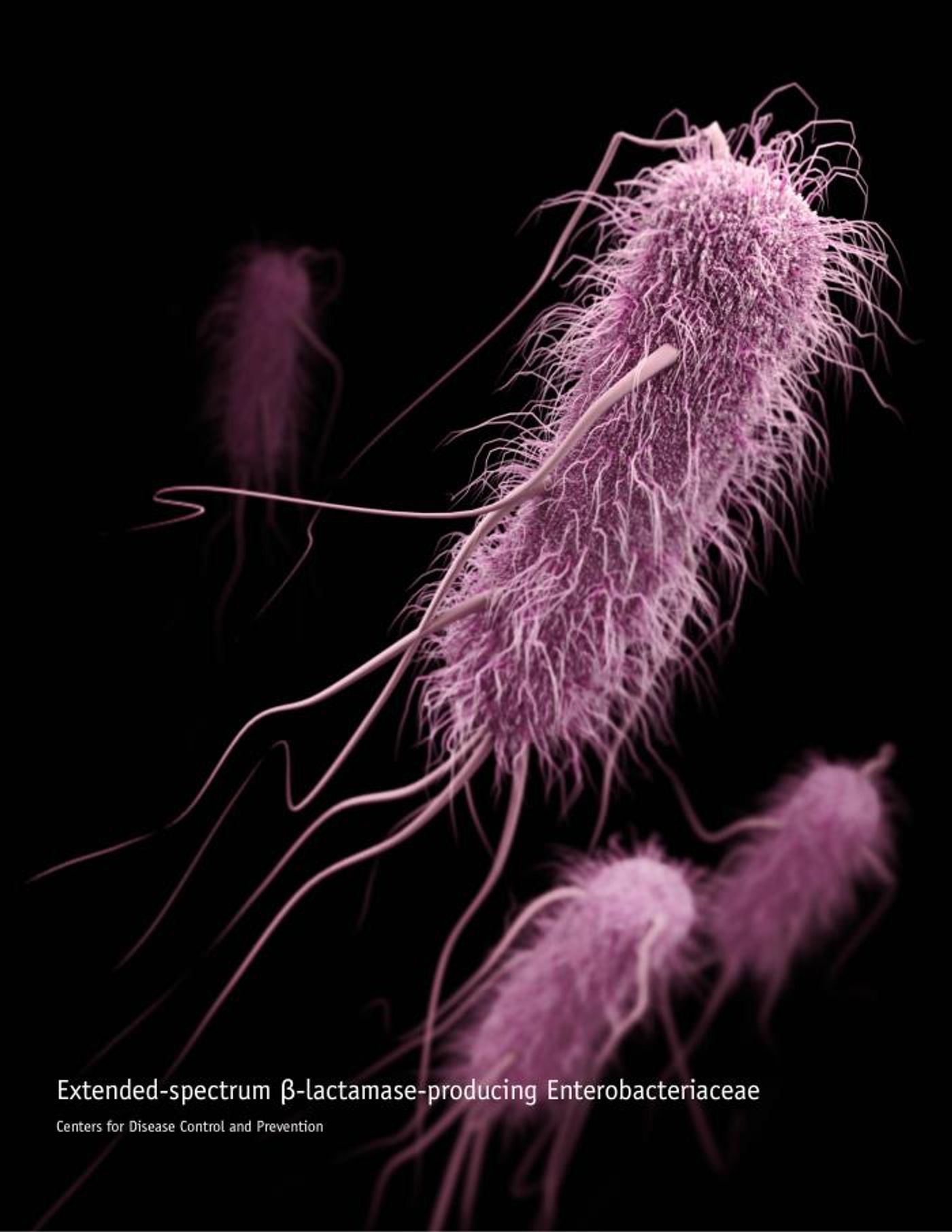 A three-dimensional (3D), computer-generated image of a group of extended-spectrum ß-lactamase-producing (ESBLs) Enterobacteriaceae bacteria, in this case, Escherichia coli. / Credit: CDC/ Antibiotic Resistance Coordination and Strategy Unit / Credit: Alissa Eckert - Medical Illustrator